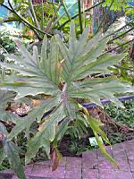 Philodendron - Philodendron bipinnatifidum (fam Aracees) (S-E du Bresil) (01) (Photo F. Mrugala)